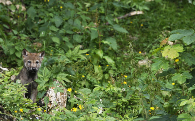 Week in Wildlife: A wolf cub looks on at the Juraparc in Mont d'Orzeires