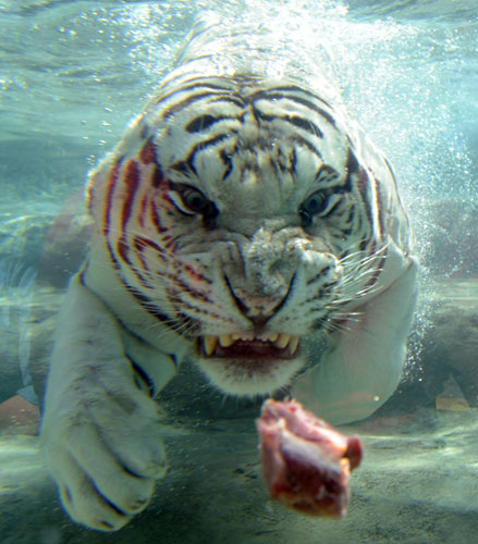 24 hours in pictures: Bengal tiger