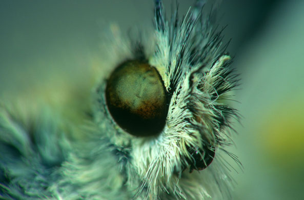 Bugs: Pieris brassicae (large cabbage white butterfly)