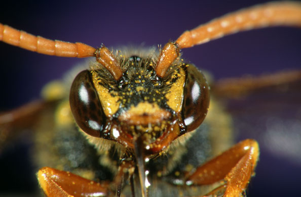 Bugs: Polistis (paper wasp)