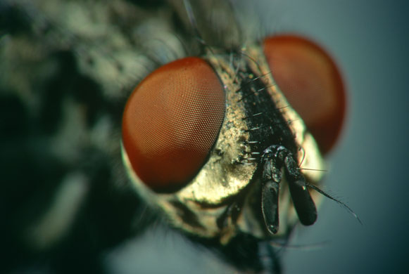 Bugs: Sarcophaga (flesh fly)