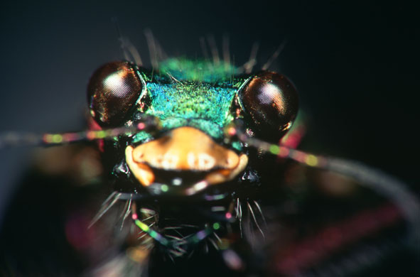 Bugs: Cicindela campestris (field tiger beetle)