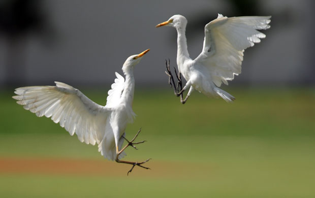 24hours in pictures: Two white heron fight on a cricket pitch