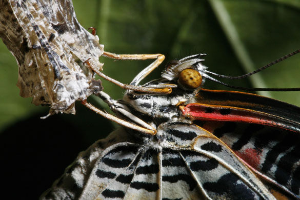 24hours in pictures: A newly emerged Leopard Lacewing butterfly dries its wings Singapore