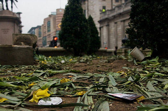 Another Partial Success: The Daffodils Did Nothing Wrong