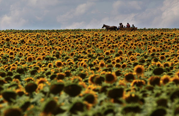 13 July 1009: : Adamclisi, Romania: A peasant family cross a sunflower field