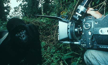 Montbiot Blog: TV Cameraman filming gorillas in the wild