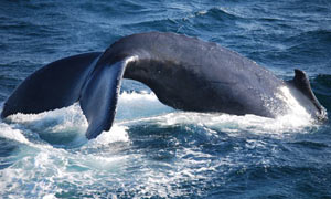 Stellwagen Bank, off Cape Cod, is a fertile feeding ground for humpback whales