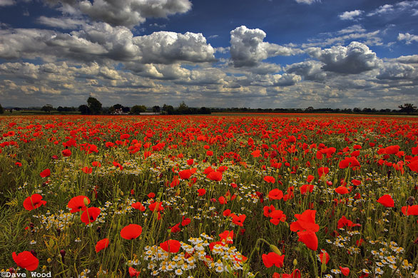 Scouserdave portfolio: Poppy Field and Sky, Hertfordshire