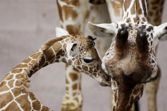 15 July 2009: Ramat Gan, Israel: A five day old female giraffe and her mother