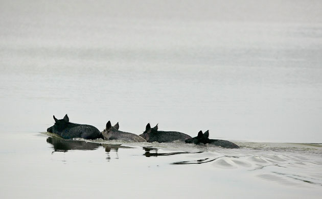 Week in wildlife: Four wild hogs in the Merritt Island National Wildlife Refuge