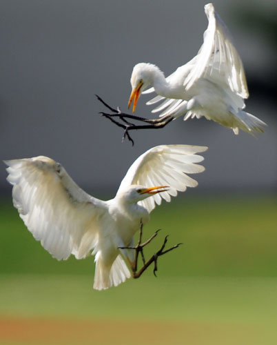 Week in wildlife: Two white herons fight 