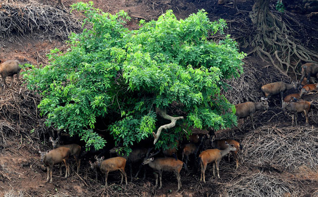 Week in wildlife: Sambers take shelter of trees at the Guwahati Zoological Park in Guwahati