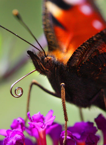 Week in wildlife: A Peacock butterfly (Inachis io) auf Nahrungssuche 