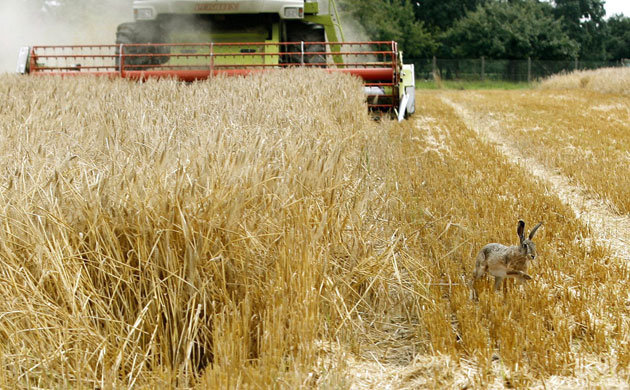 Week in wildlife: Hare on the run