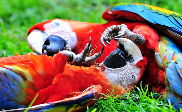 Pictures+of+macaws+parrots