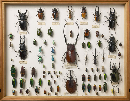 Darwin Centre: Southeast Asian beetles at the Natural History Museum