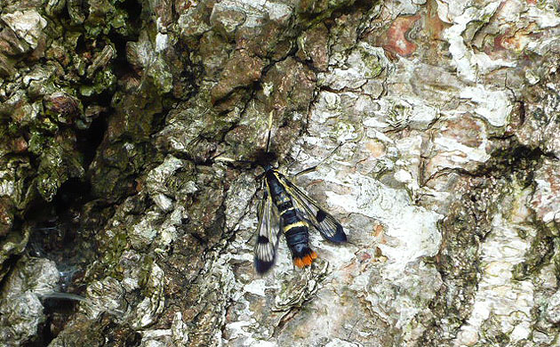 Week in Wildlife: Welsh Clearwing moth