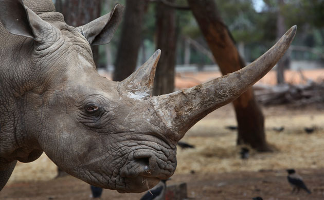 Week in Wildlife:  A white rhinoceros grazes  At Ramat Gan Zoo