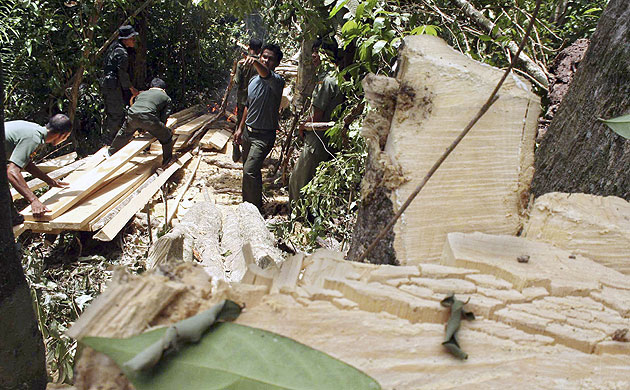 Week in Wildlife: Forest rangers confiscate woods after a raid , in Aceh province