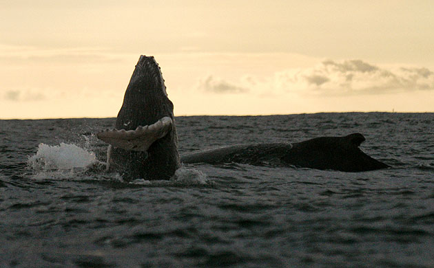 Week in Wildlife: A Humpback whale jumps out of the waters off Juanchaco, Colombia