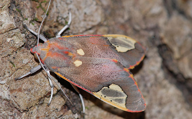 Week in Wildlife: Sonar jamming moth