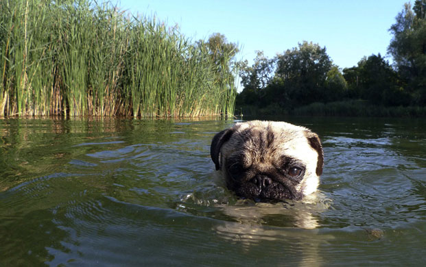 24 hours in pictures: A young pug swims in Muehlwasser lake in Vienna