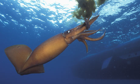 Giant Squid Swimming