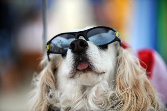 Hot animals: A dog at a surfing competition in California