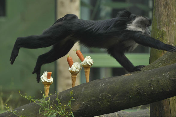Hot animals: A lion-tailed macaque monkey leaps over three ice-creams
