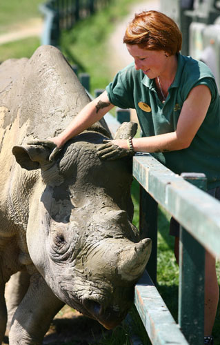 Hot animals: A black rhino has a mud pack applied