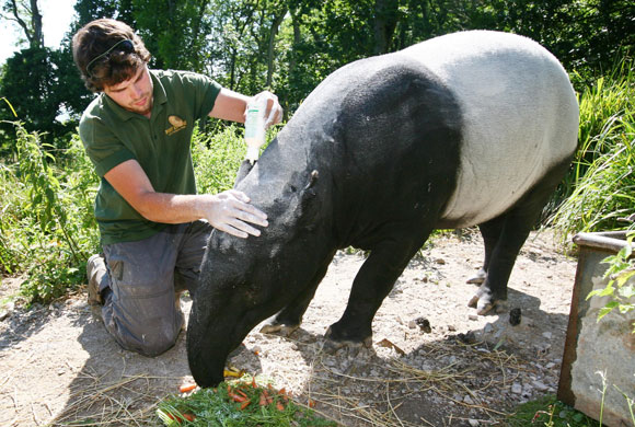 Hot animals: UK hot weather
