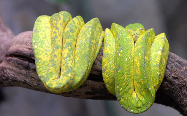 Week in Wildlife: Green Tree Python (Morelia viridis)
