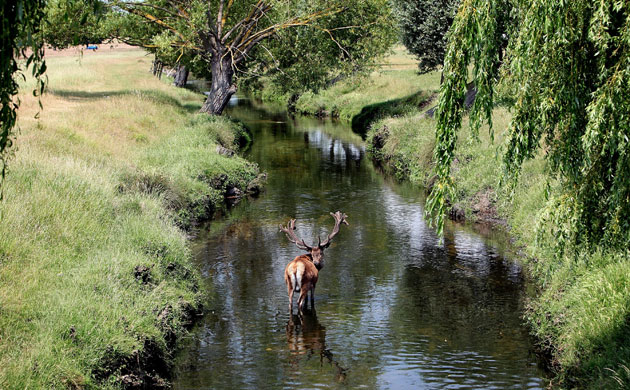 Week in Wildlife: A Red Deer stag cools down in a river in Richmond Park, London