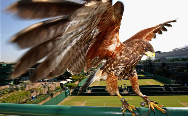 Week in Wildlife: Wimbledon: Rufus the resident Harris Hawk keeps the courts pigeon free