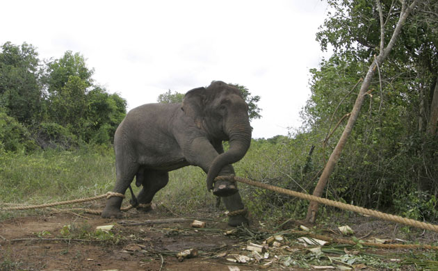 Week in Wildlife: A Sri Lankan wild elephant is seen tied to trees