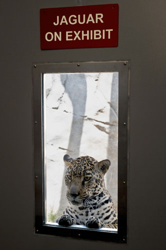 Week in Wildlife: A two-year-old jaguar, at the San Diego Zoo