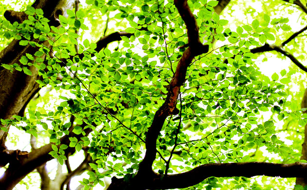 Week in Wildlife: Tree branches and leaves in the woods in the Chilterns