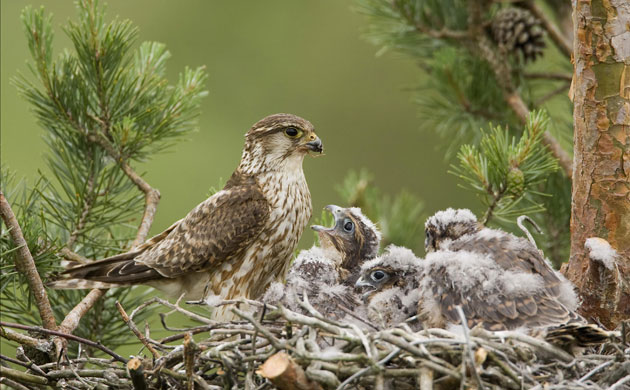 Week in Wildlife: Pigeon hawk feeds its chicks , Minsk