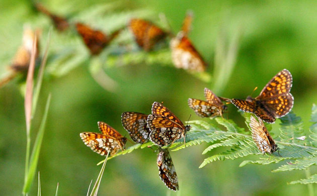 Week in Wildlife: Heath Fritillary butterflies