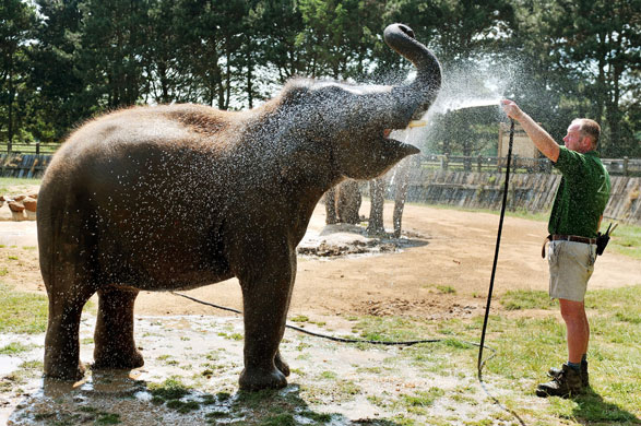 Heatwave: An elephant gets a cooling shower from keeper Lee Sambrook at Whipsnade Zoo