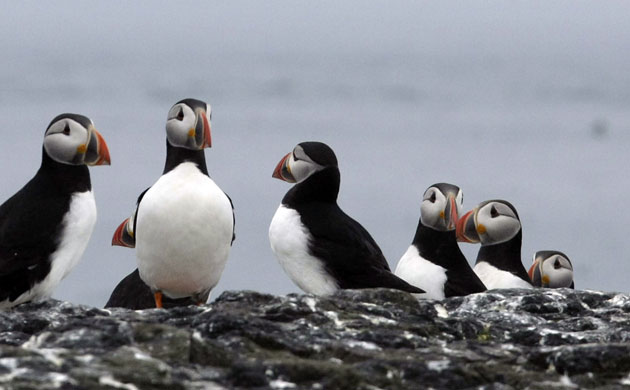 Week in Wildlife: Farne Island Puffins