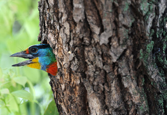 24hours in pictures: A Taiwan's barbet, Muller's barbet, one of Taiwan endemic species of bird
