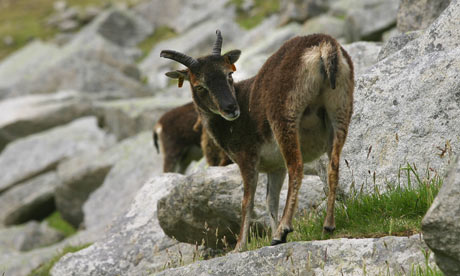 Soay sheep, a primitive and