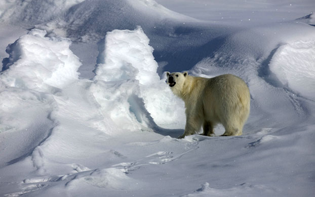 Greenpeace in Greenland: Climate Change Impacts expedition in Arctic : Petermann glacier