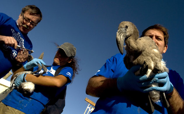 Ringed flamingo chicks: Flamingo chick at the Fuente de Piedra natural reserve in Spain