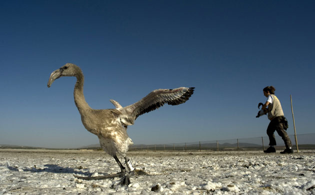 Ringed flamingo chicks: Flamingo chick at the Fuente de Piedra natural reserve in Spain