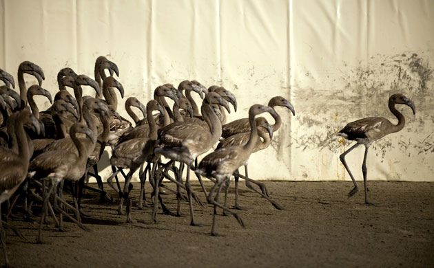 Flamingo Chick