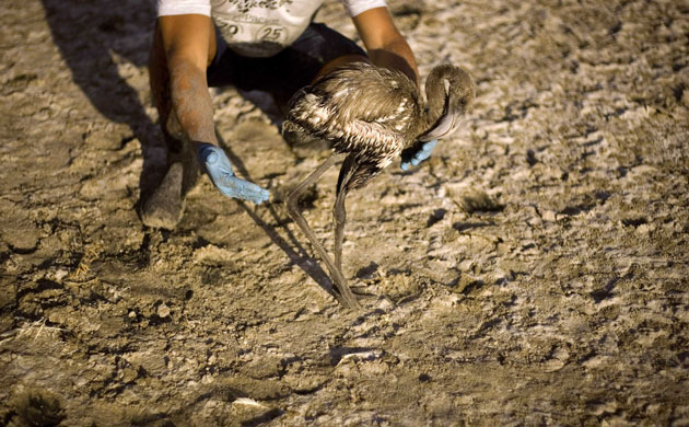 Ringed flamingo chicks: Flamingo chick at the Fuente de Piedra natural reserve in Spain