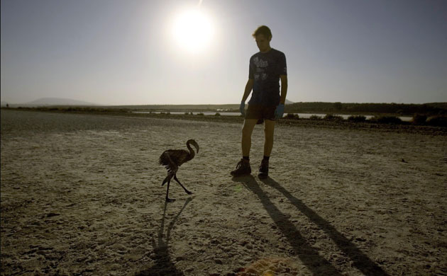 Ringed flamingo chicks: Flamingo chick at the Fuente de Piedra natural reserve in Spain